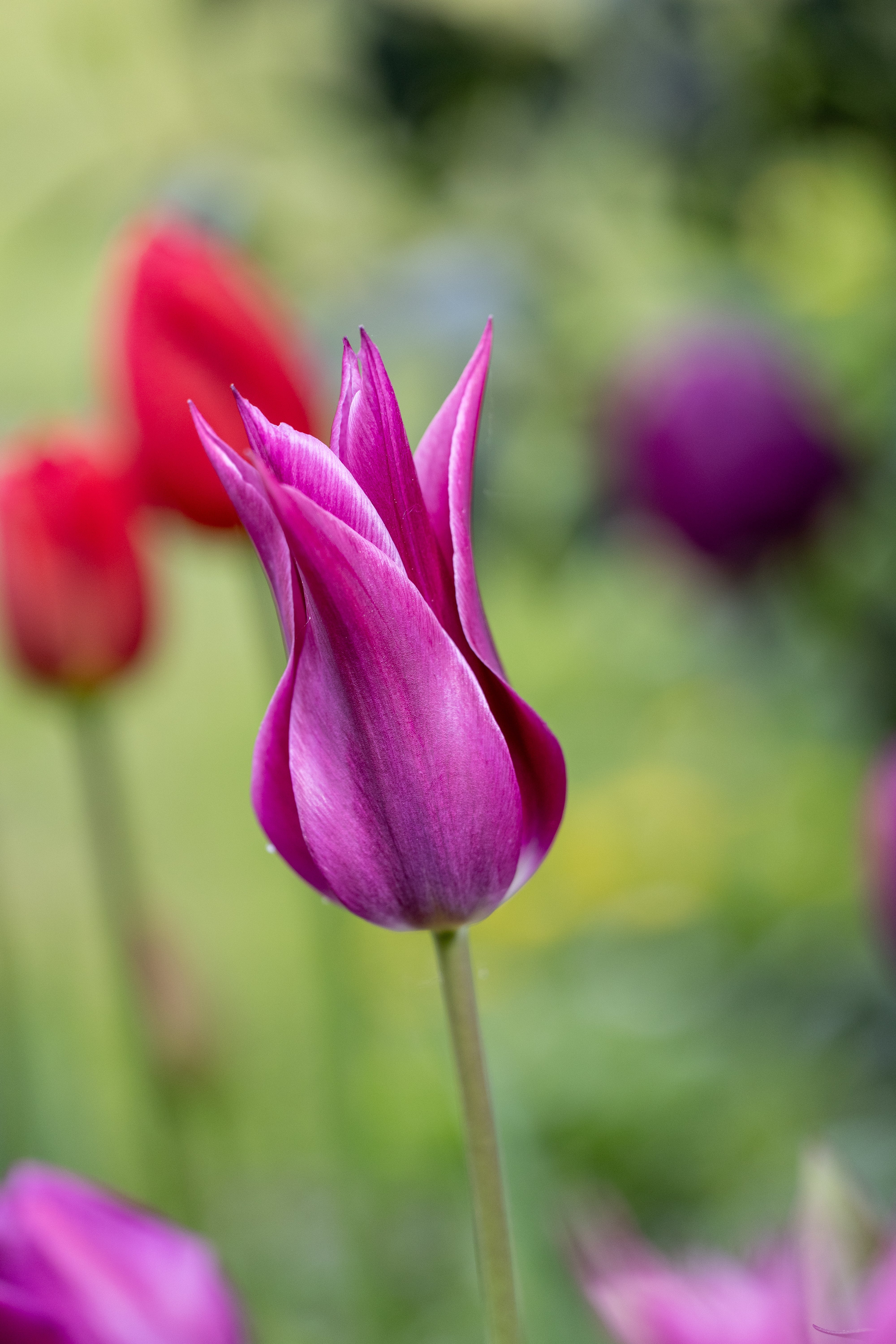 Liljeblomstrende tulipaner